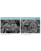Substrat Dermal Aselular AlloSource AlloSkin AC - Diedarkan oleh Prime Medical Concept Alograf Kulit Manusia Jenis Meshed Substrat Dermal Aselular AlloSource AlloSkin AC